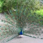 Peacock
 / 